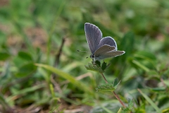 David Plant Photography - Wildlife Photography - Small blue - G